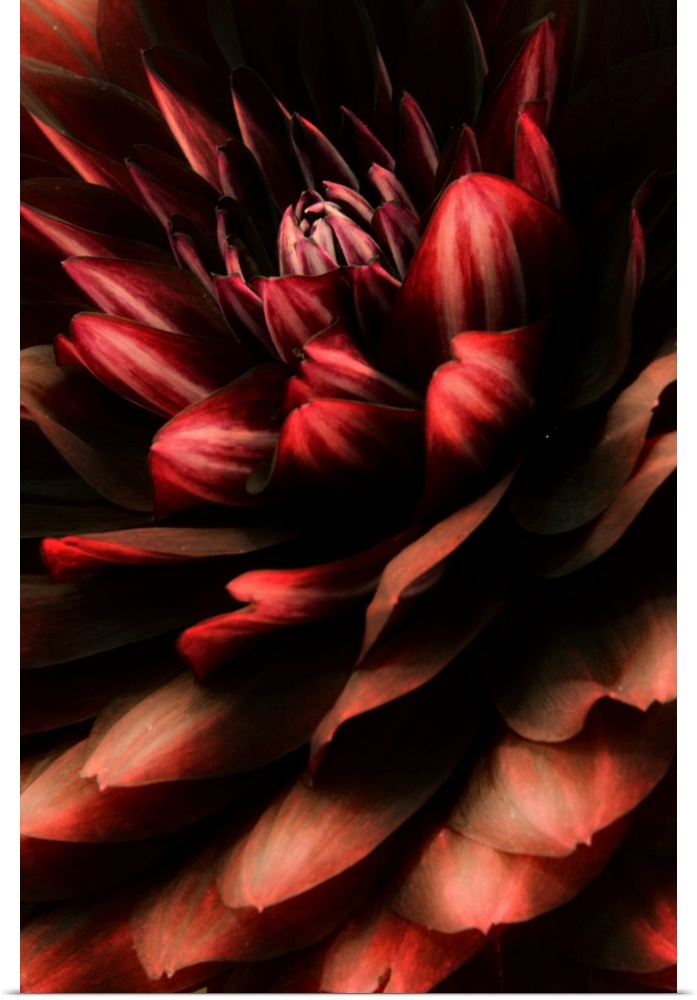 Close-up photograph of a red dahlia flower.