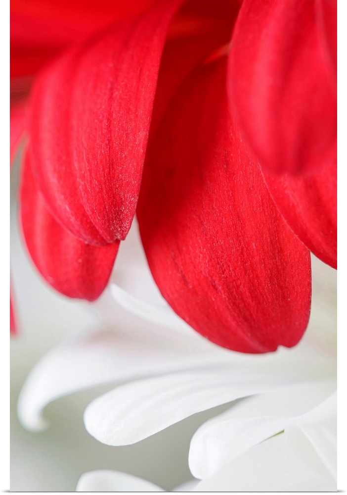 Large, vertical wall hanging that is a macro photograph of flower petals.