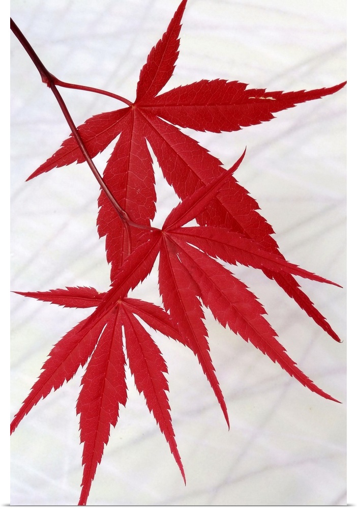 Close up photo of three bright red Japanese Maple leaves hanging from a tree.