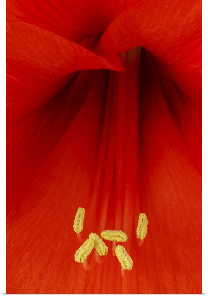 Extreme close up of the center of a Red Lily.