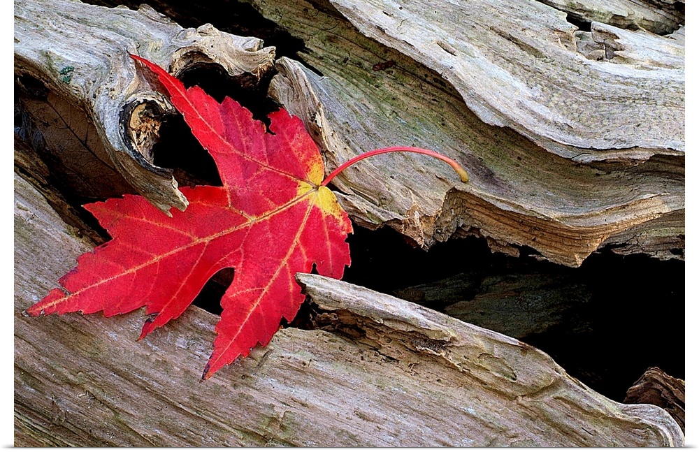 Huge photograph focuses on a leaf that is stranded in an open section of a roughly textured log.