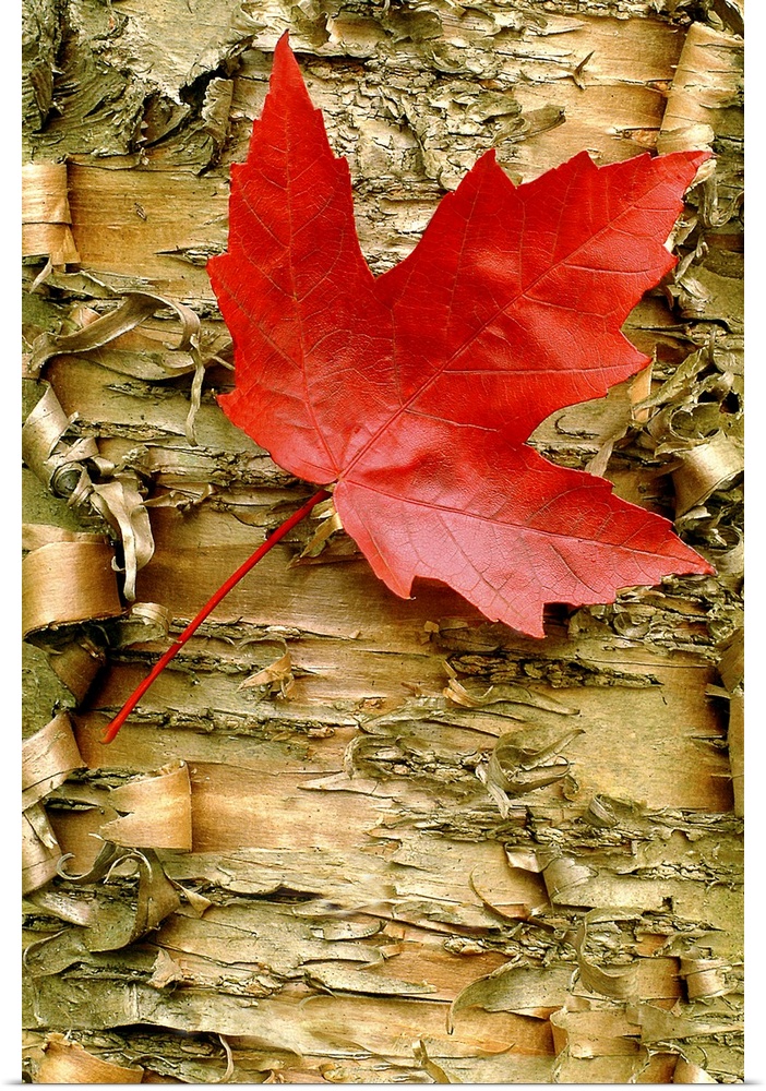 Up close photograph of a single red maple leaf resting on peeling birch bark.