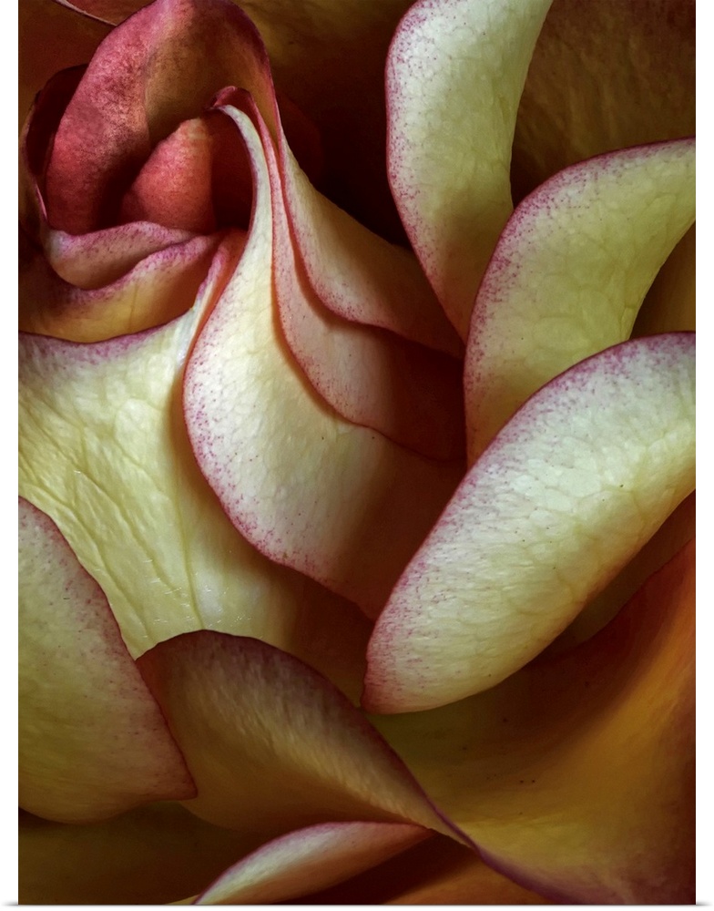 Big canvas art of a rose petal up close showing a lot of details.