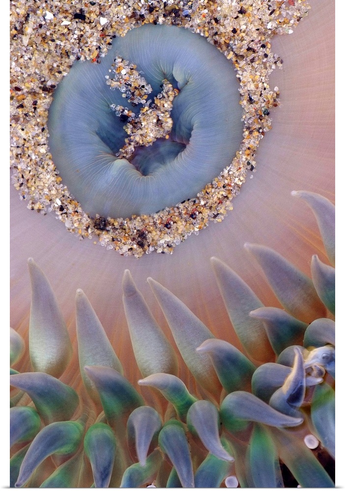 This vertical wall hanging is a nature close up of a sea anemone in this photograph.