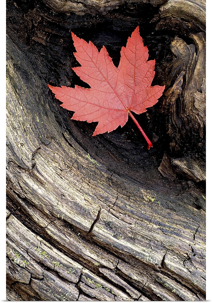 Vertical artwork that is a close up photograph of a weathered piece of wood with a leaf tucked into a knot its surface.