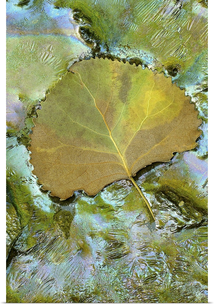 This is a vertical photograph of a leaf resting on the surface of a frozen pond.