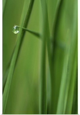 Single Raindrop on Blade of Grass