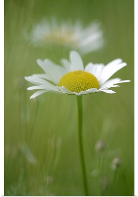 Single White Petal Daisy in Field of Green