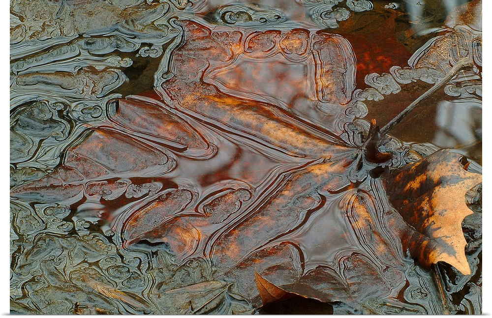 Horizontal, close up photograph of a bronze leaf submerged in water with very fine details and swirls.  The entire image h...