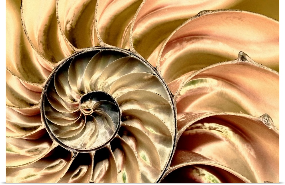 Wall art for the office or modern home this is a macro photograph close up of a bisected nautilus shell.
