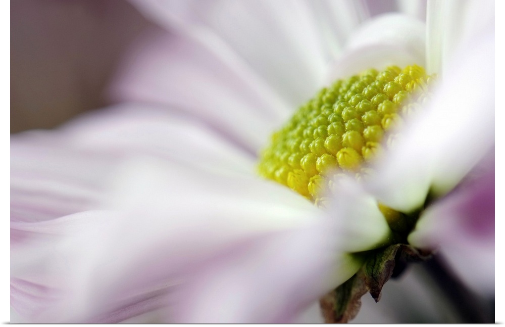 Large photo print of an up close flower showing the petals, stem and center.