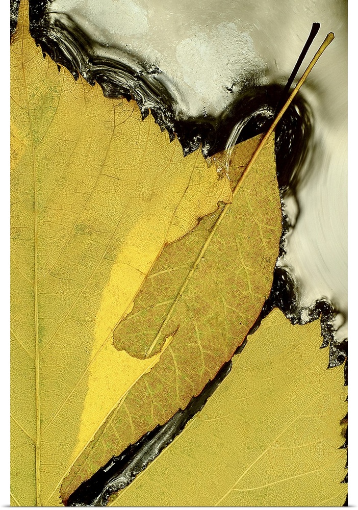 Tall canvas print of the up close of half a leaf floating in water.