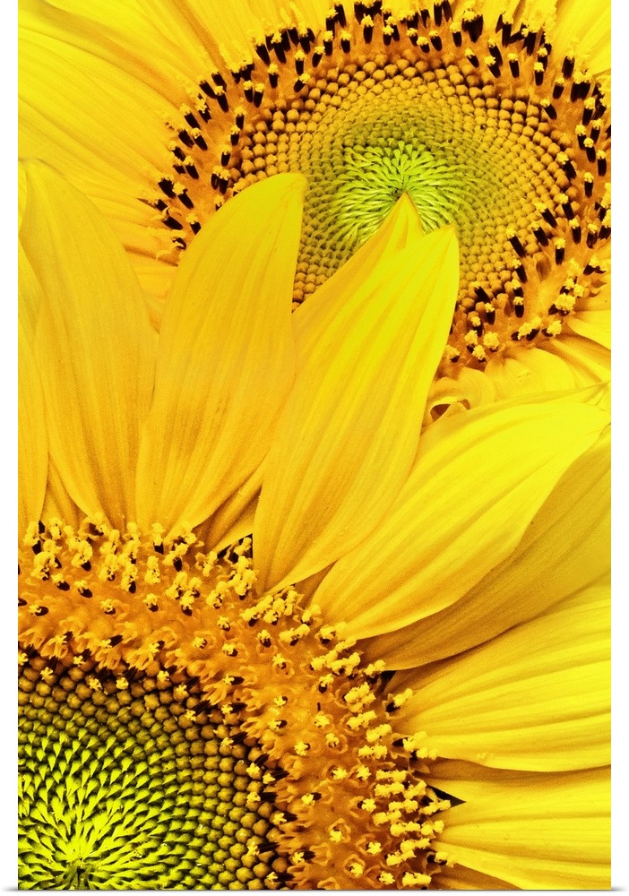 Two sunflower heads in full bloom with wide, golden petals, with views of the small disk flowers in fractal formation in t...