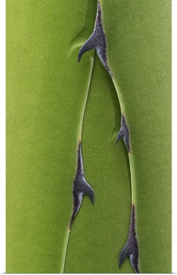 Thorns on Green Leaves