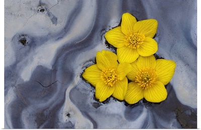 Three Daffodils Floating in Water