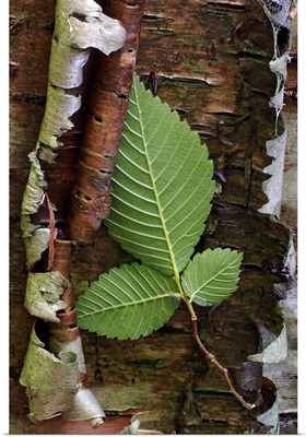 Three Leaves in Peeling Bark