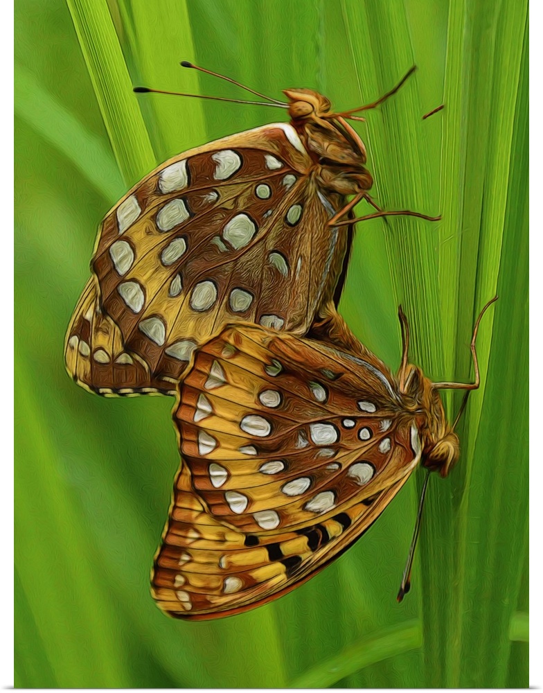 Close-up photograph of two butterfly's clinging to vibrant green grass.