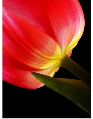 Vibrant Red Tulip