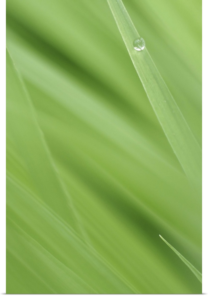Vertical photo print of a bead of water on a blade of grass.