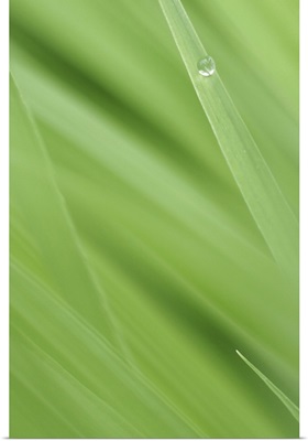Water Drop on Blade of Grass