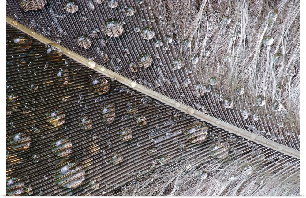Close up photo of water droplets on a neutral colored feather.