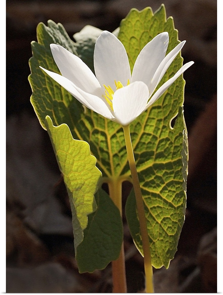 Tall photo print of a flower with big petals protected by a giant leaf.