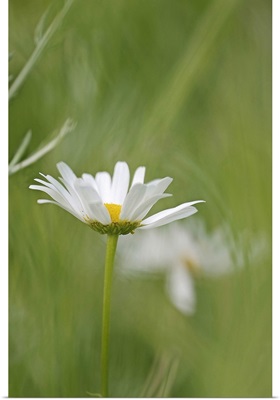 White Daisy against Blurred Background