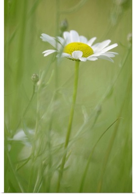 White Daisy Blowing in Green Field Grass