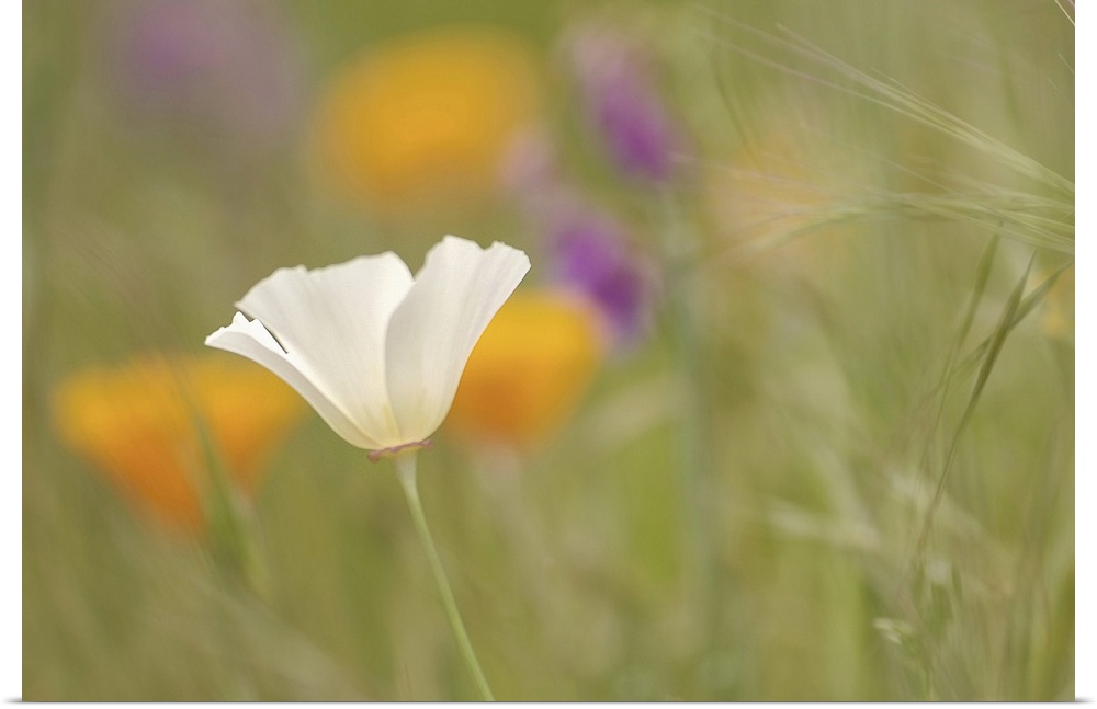 A white poppy flower alone in the middle of a green field filled colorful flowers.