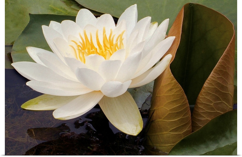 Photograph of a single flower on surrounded by lily pads with underwater seaweed visible.