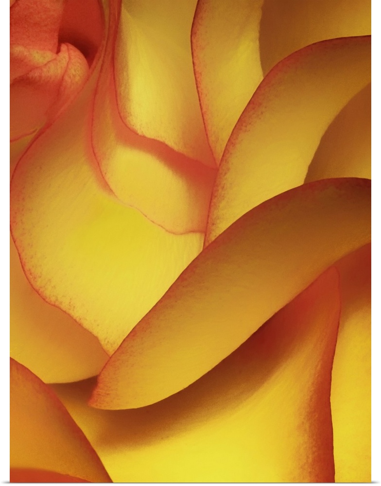 Portrait, large, close up photograph of the petals on a yellow rose.