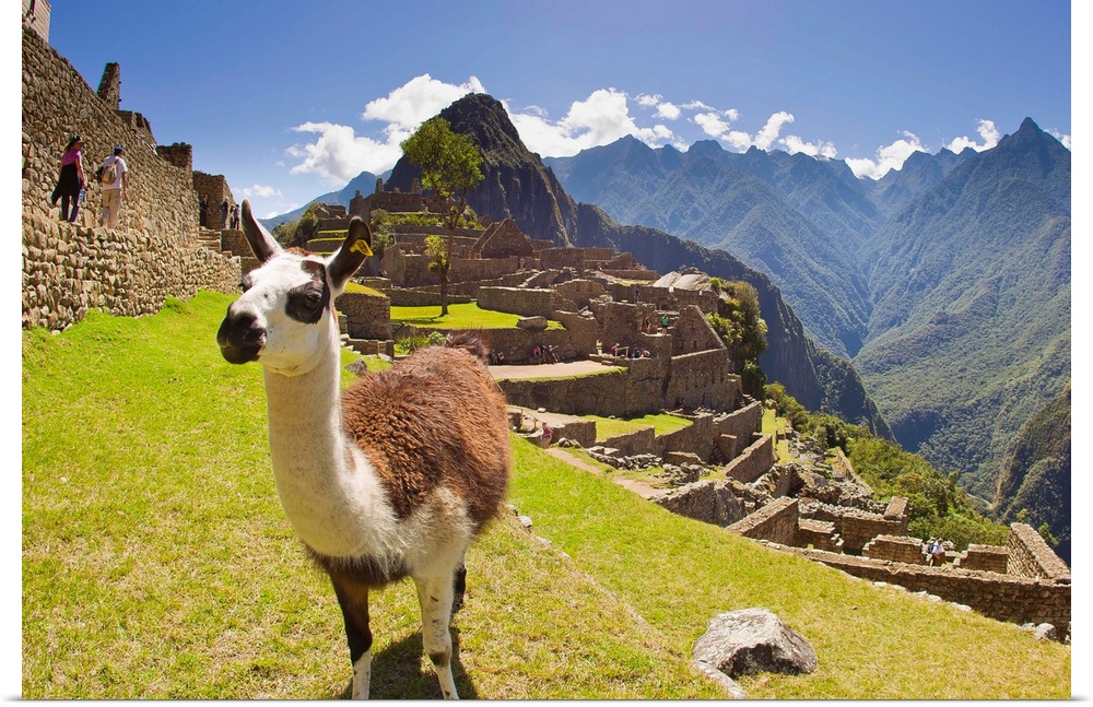 A llama at the pre-Columbian Inca ruins at Machu Picchu.