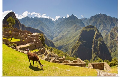 A llama grazing at the pre-Columbian Inca ruins at Machu Picchu