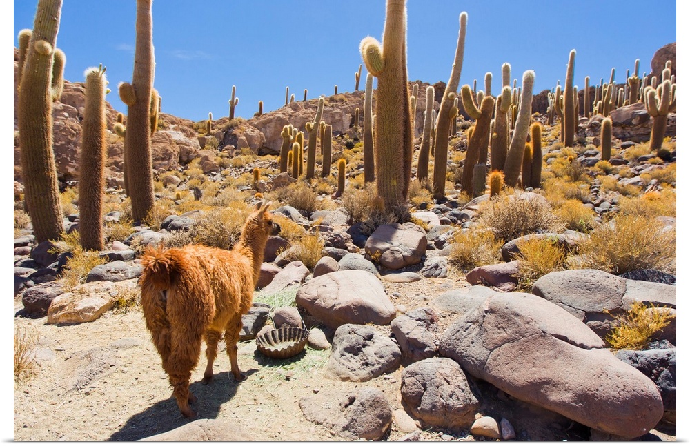 A llama in Cactus Island, in the middle of the Salar de Uyuni salt pan.