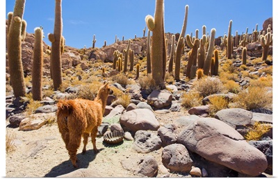 A llama in Cactus Island, in the middle of the Salar de Uyuni salt pan
