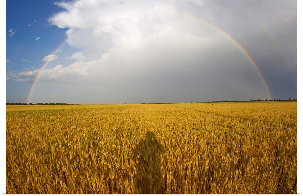 A man's shadow on a wheat field with a rainbow behind a passing storm.