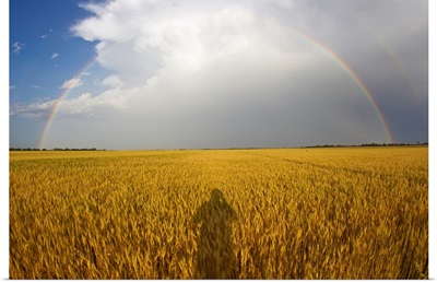 A man's shadow on a wheat field with a rainbow behind a passing storm
