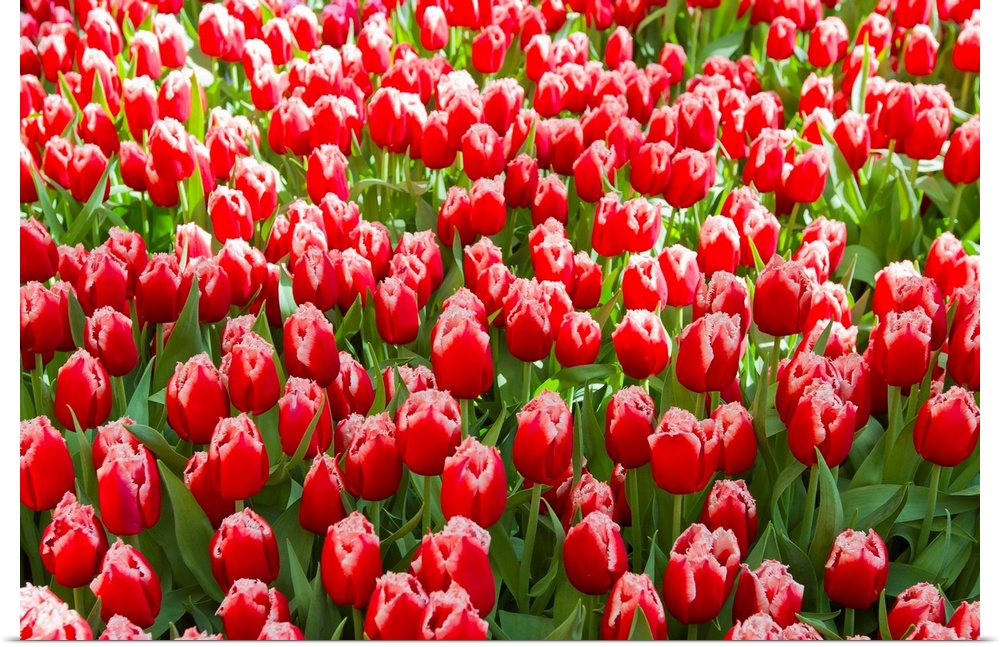 A mass of red tulips with white edges at a spring exhibit.