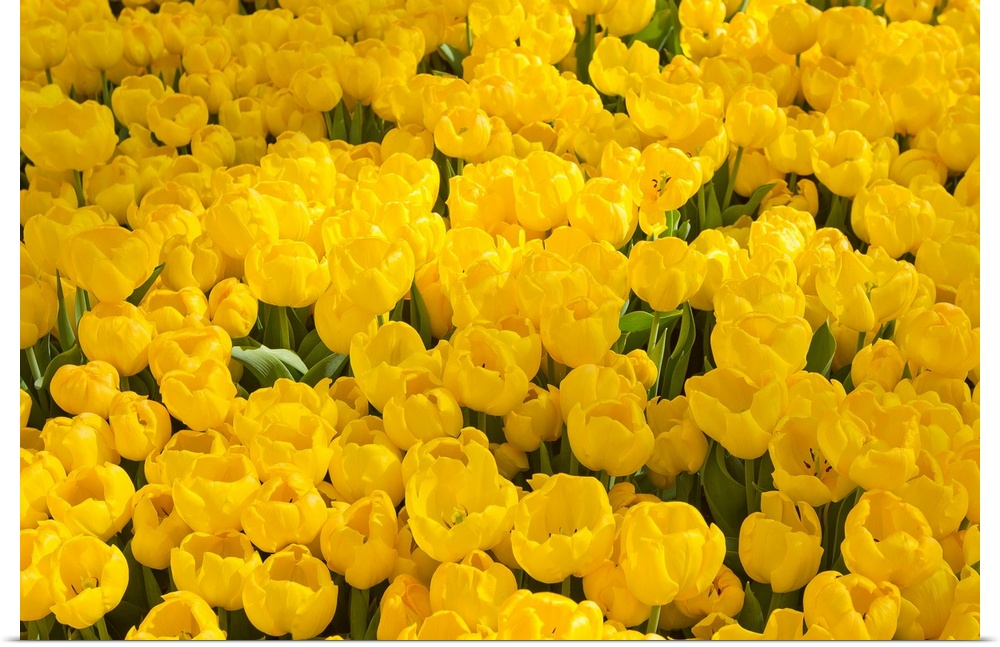A mass of yellow tulips at a spring exhibit.