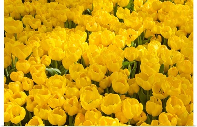A mass of yellow tulips at a spring exhibit