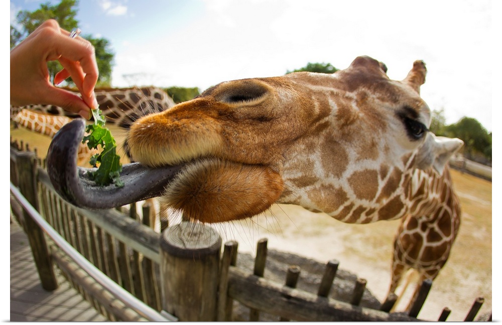 A woman feeding a giraffe, Giraffa camelopardalis, with a long tongue.