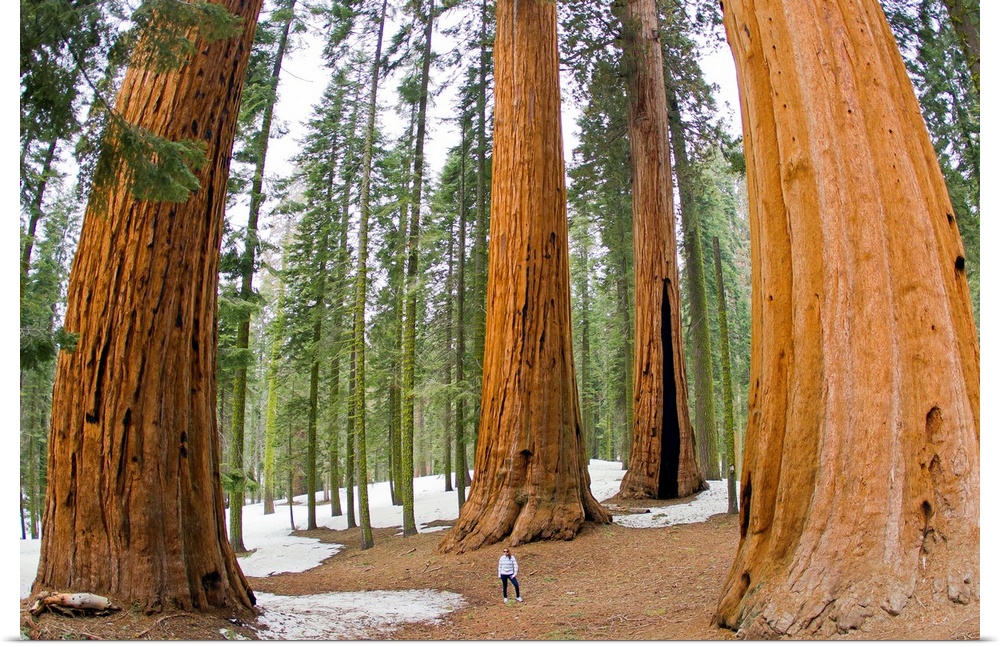 A woman in between giant sequoia trees gives scale to their size.