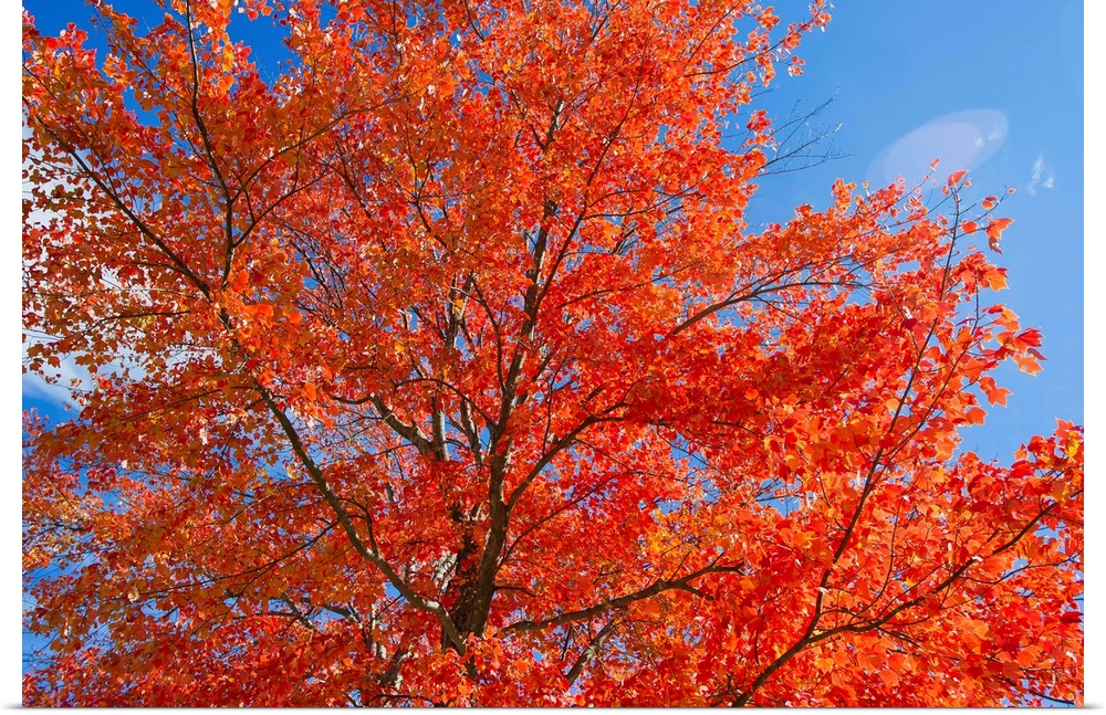 Brilliant red leaves on a sugar maple tree in autumn.