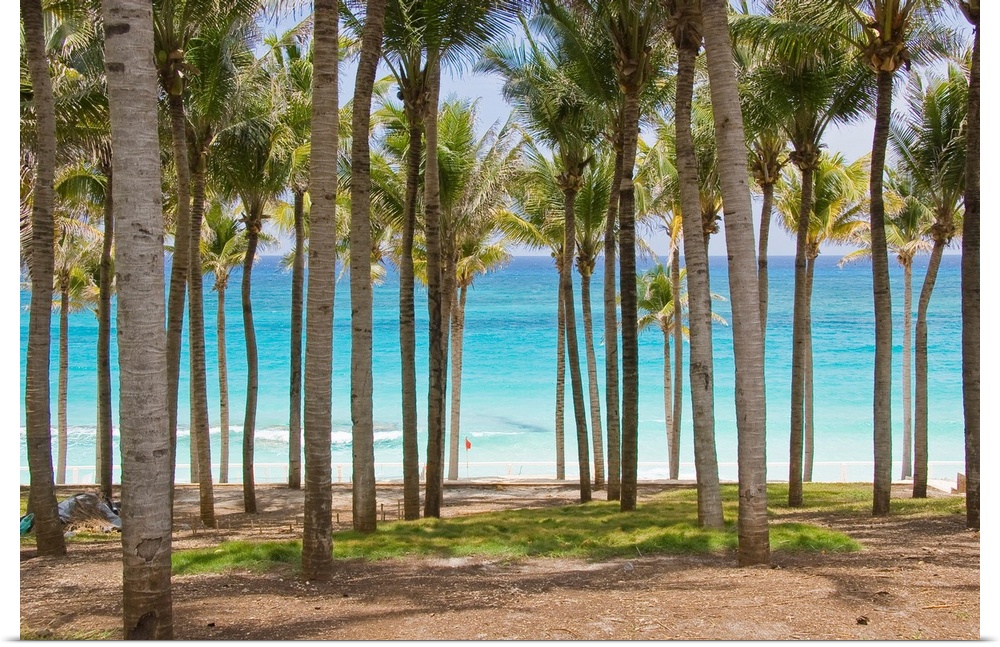Rows of palm trees line a tropical beach in Cancun, Mexico.