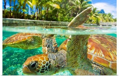 Close up of green sea turtles while swimming with them at the Le Meridien resort