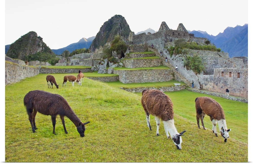 Llamas eating on the grounds of the Inca ruins of Machu Picchu.