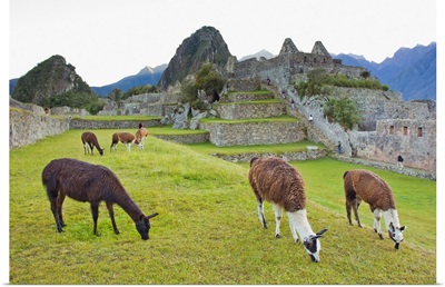 Llamas eating on the grounds of the Inca ruins of Machu Picchu