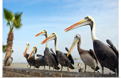 Peruvian pelicans sitting on a seawall at the beach