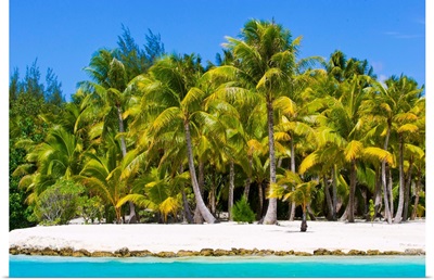 Scenic view of a tropical island beach full of palm trees