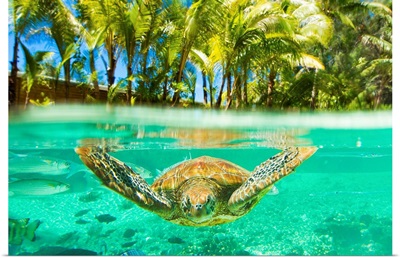 Swimming with a green sea turtle and tropical fish at the Le Meridien resort